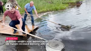В озеро Ирбитское выпустили 20 тысяч особей белого амура