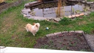 Пруд 15 октября, подготовка к зиме. Карпы Кои, Китайский карась