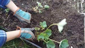 РАЗМНОЖЕНИЕ КЛУБНИКИ ДЕЛЕНИЕМ КУСТА