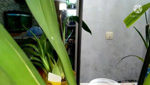 мой камбрий та мильтония