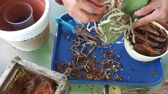 Recuperando ORQUÍDEA PHALAENOPSIS. Quemaduras por el sol Inició de Deshidratación.🌸 смотреть онлайн