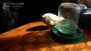 как вырастить цыплят 100% выживаемость