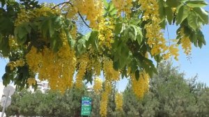 Кассия/ Cassia