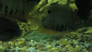 Брачные танцы Роткейлов (Северум красноплечий)