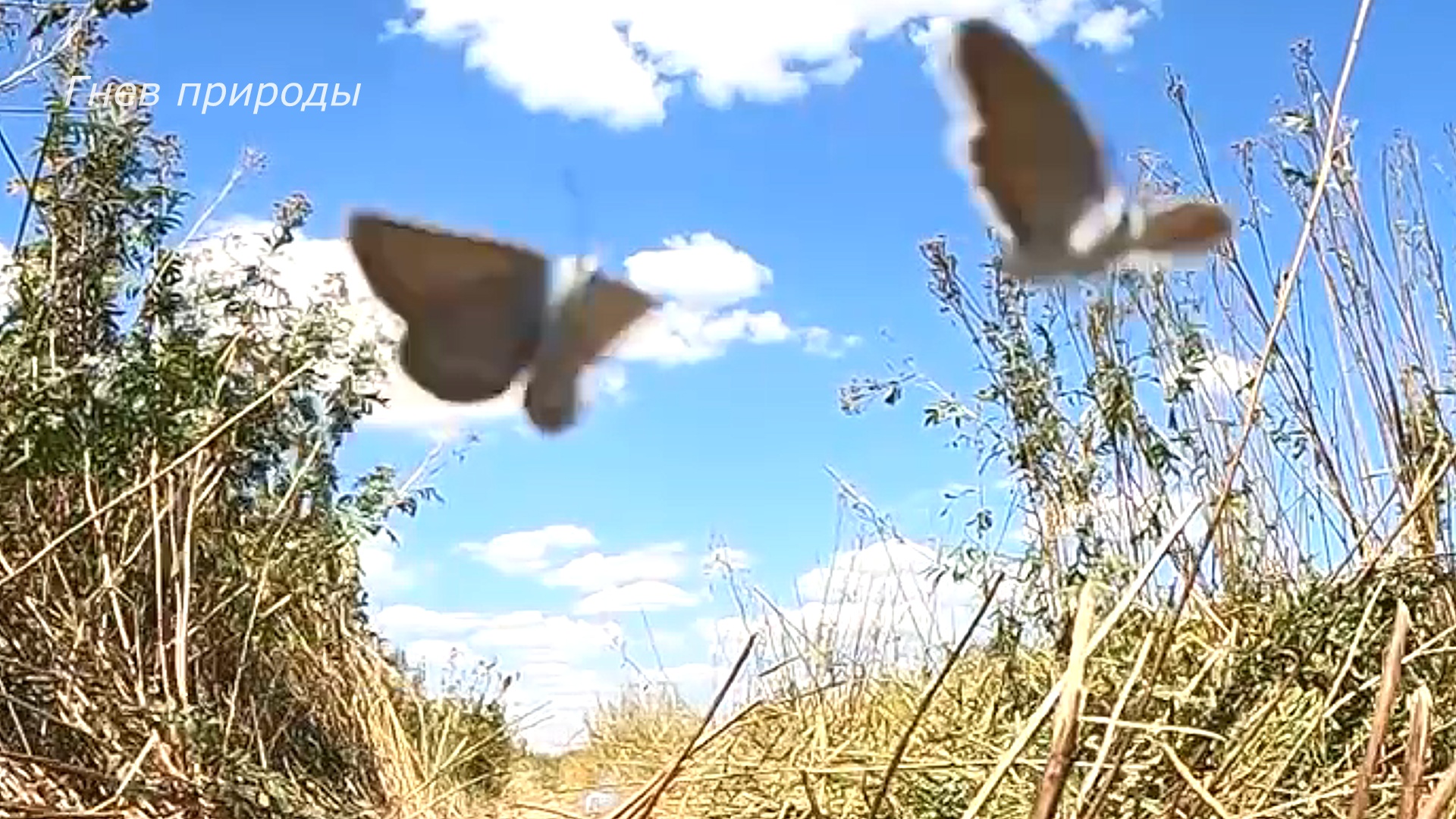 Бабочки и война. Эпизод войны на Украине