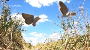 Бабочки и война. Эпизод войны на Украине