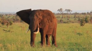 The Best Kruger National Park Wildlife Encounters | Kruger Park Sightings