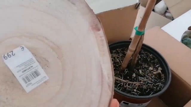 Закупка в садовом центре, цветы, кактусы, композиции из них. смотреть онлайн