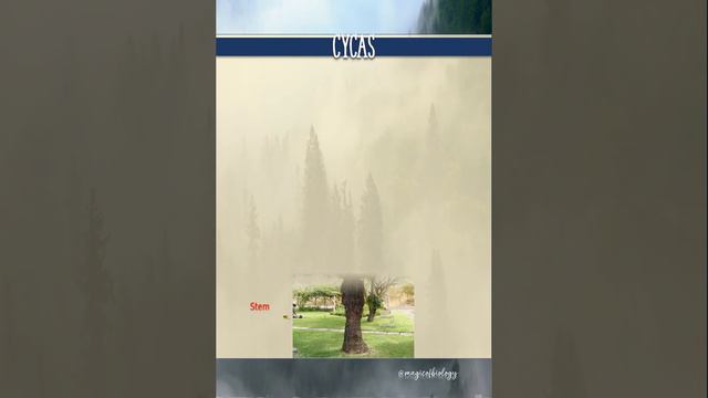 Plant Kingdom Revision Selaginella and Cycas #biology #neetaspirants #plant #neet #neet2024 смотреть онлайн