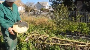 Как вырастить гиганские подсолнухи на своем участке
