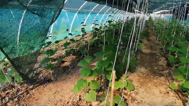 Запускаем теплицу №5 смотреть онлайн