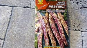 Фасоль овощная Рябушка - ознакомление