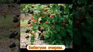 Булдуркон ыры