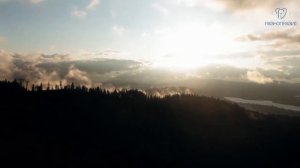 Экологические последствия вырубки лесов