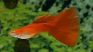 содержание уход и роды гуппи