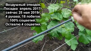 ? Сажаю виноград только так. На 3 год с урожаем.  Огромный воздушный отводок винограда.