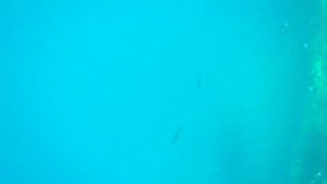 Snorkeling in Maldives (Ellaidhoo Maldives by Cinnamon)