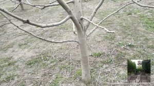 Обрезка яблонь. Сорт "Флорина". Pruning apple trees.  Florina variety.