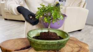 How to transplant bonsai | Как пересадить бонсай | #aesthetic #slowlife #asmr