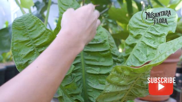 Anthurium Reflexinervium #tanamanhias #budidayatanaman #anthurium #tanamanhiasanthurium смотреть онлайн