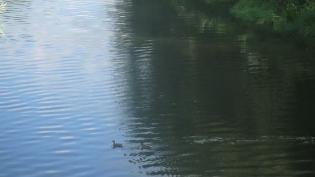 Утки на реке