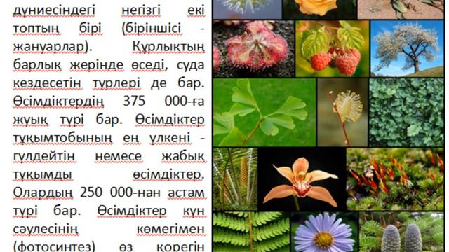 Біржасушалы және көпжасушалы ағзалардың ұқсастықтары мен айырмашылықтары неде?5 сынып 2 сабақ