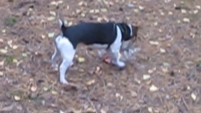 Джек рассел терьер Jack Russell Terrier играет с пластковой бутылкой