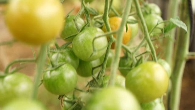 Помидоры черри - сладкие, вкусные, урожайные! Томат Ливанский Черри.