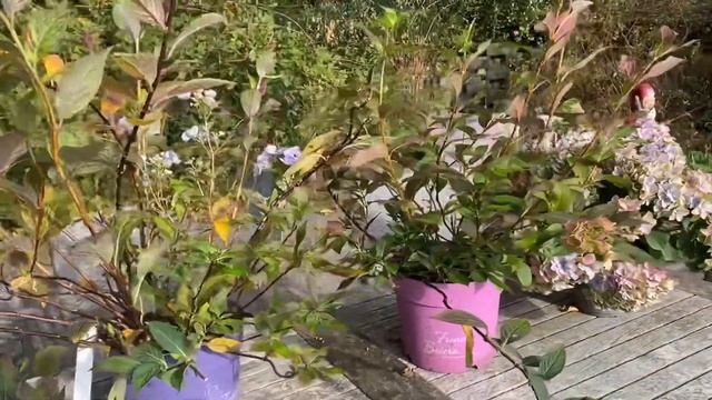 ГОТОВИМ ГОРТЕНЗИИ К ЗИМЕ смотреть онлайн