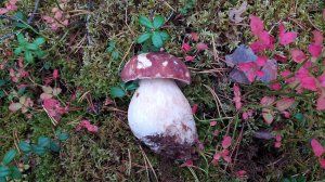 🚘 По старым грибным местам: за Оять. Лодейнопольский район, 24.09.22