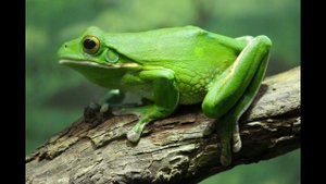 Символика ЛЯГУШКИ    у славян  и ФЕН- ШУЙ. ЖЕНСКИЕ ТАЛИСМАНЫ.