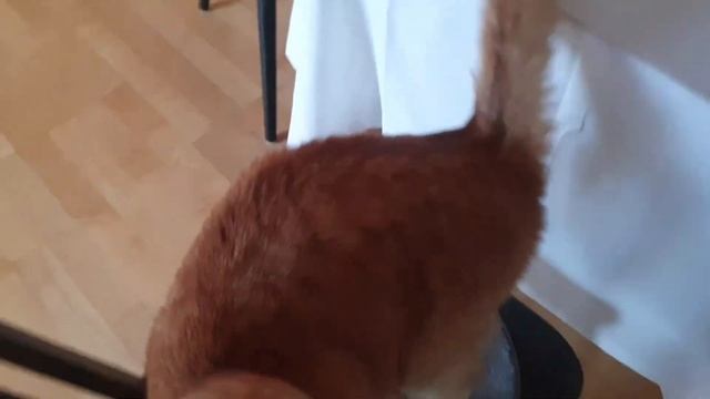 очень ласковый рыжий котик смотреть онлайн