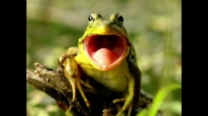 "Про лягушек"