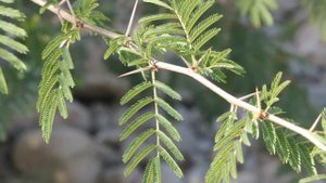 Acacia farnesiana
