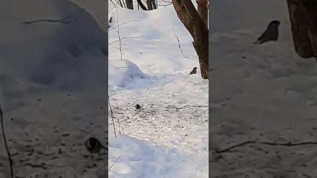 Синичка и снегирь ❄ Tit and bullfinch #синица #снегирь #tit #bullfinch смотреть онлайн