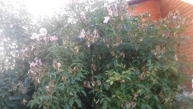 Одна из фавориток сезона.Любуюсь. смотреть онлайн