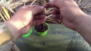 Как правильно насадить навозного червя на крючок летней мормышки