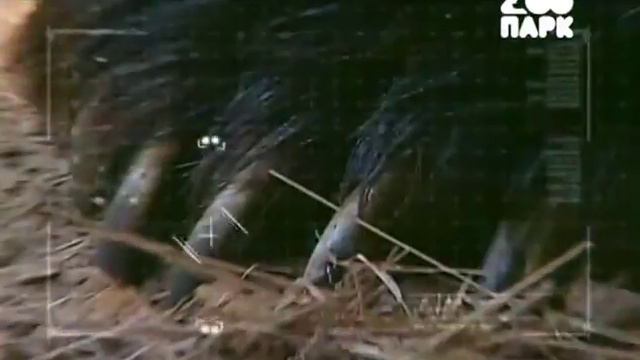 Узнай все о животных 2012 e02,1 Vse pro jivotnih смотреть онлайн