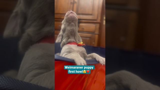 Weimaraner puppy first howl. Too cute❤️ #puppylife #puppylove #puppy #weimaraner #puppies