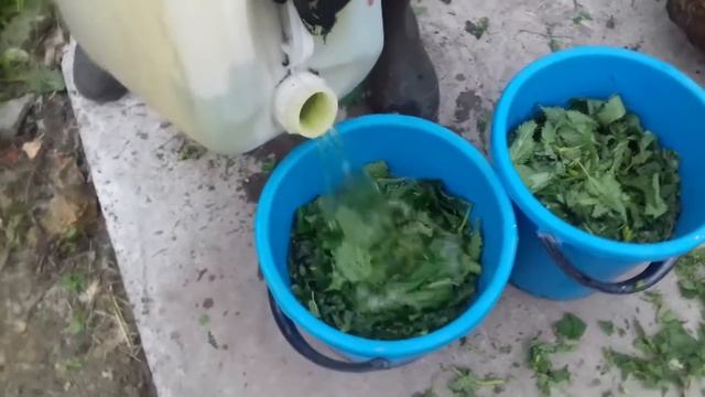 Удобрение из крапивы для помидор