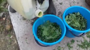 Удобрение из крапивы для помидор