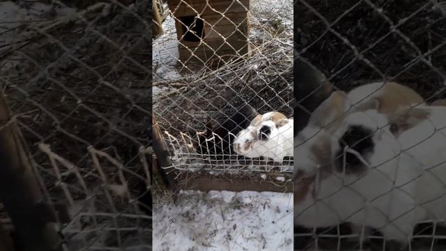 Синичник Елисея#кормушка из картона скотча и цветного карандаша#детские поделки#зимуем вместе смотреть онлайн