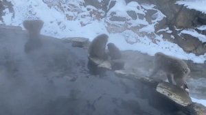 Почему снежные обезьяны купаются в онсэн (горячие источники)?
