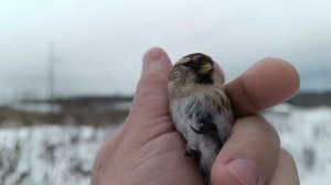 Fishing for goldfinches,ловля щеглов 21.01.2024.