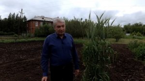 Как получить большой урожай озимой пшеницы.  Широкое междурядье при посеве.