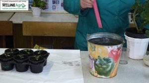 Как подкормить пеларгонию. Подкормка рассады пеларгонии прикорневая.