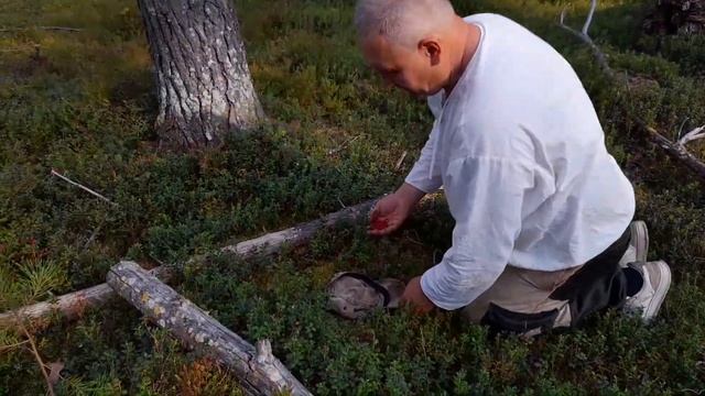 сбор брусники смотреть онлайн