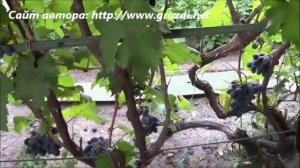 Сорт винограда: Руслан