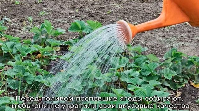 Как поливать клубнику