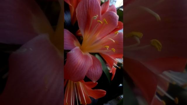 VID 20190423 161257 смотреть онлайн